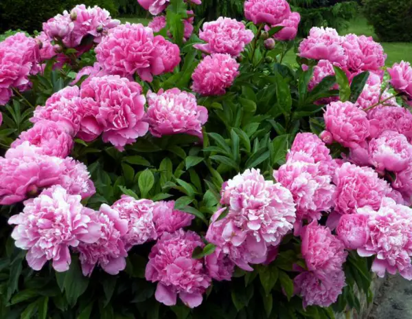 1653100205 886 Are your peonies not blooming Reasons and home remedies that - Are your peonies not blooming?  Reasons and home remedies that help!
