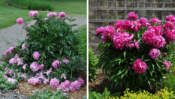 1653100207 795 Are your peonies not blooming Reasons and home remedies that - Are your peonies not blooming?  Reasons and home remedies that help!