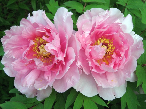 1653100209 959 Are your peonies not blooming Reasons and home remedies that - Are your peonies not blooming? Reasons and home remedies that help!
