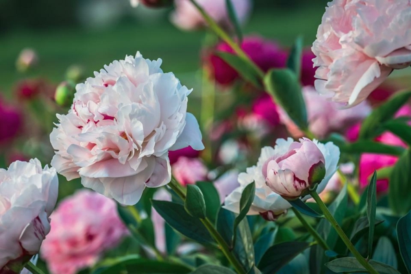 1653100210 872 Are your peonies not blooming Reasons and home remedies that - Are your peonies not blooming?  Reasons and home remedies that help!