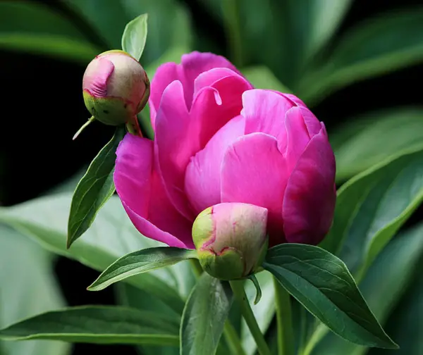 1653100211 531 Are your peonies not blooming Reasons and home remedies that - Are your peonies not blooming?  Reasons and home remedies that help!