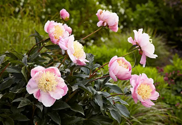 1653100215 657 Are your peonies not blooming Reasons and home remedies that - Are your peonies not blooming?  Reasons and home remedies that help!