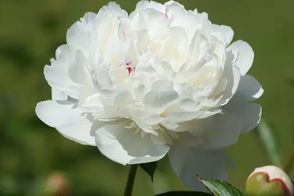 1653100216 75 Are your peonies not blooming Reasons and home remedies that - Are your peonies not blooming? Reasons and home remedies that help!