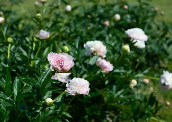 1653321281 753 Can you fertilize the peonies with coffee grounds - Can you fertilize the peonies with coffee grounds?