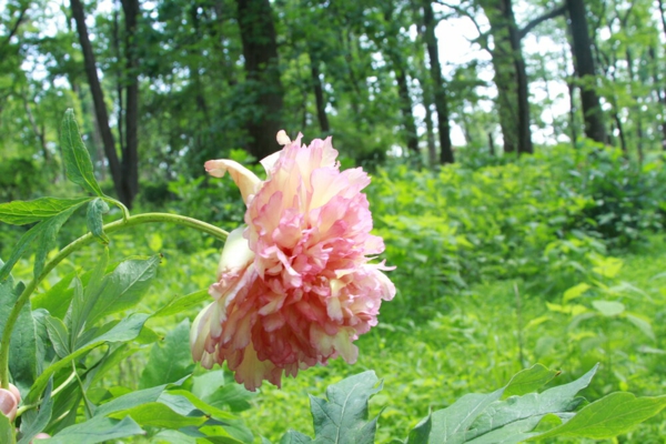 1653321283 620 Can you fertilize the peonies with coffee grounds - Can you fertilize the peonies with coffee grounds?