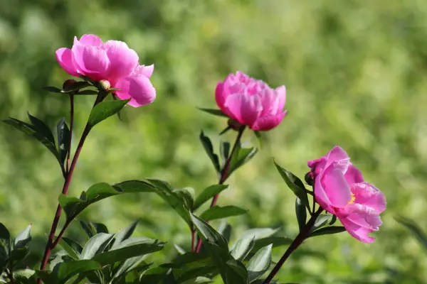 1653321284 839 Can you fertilize the peonies with coffee grounds - Can you fertilize the peonies with coffee grounds?