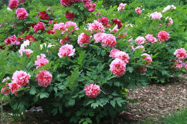 1653321285 272 Can you fertilize the peonies with coffee grounds - Can you fertilize the peonies with coffee grounds?