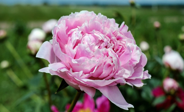 1653321287 857 Can you fertilize the peonies with coffee grounds - Can you fertilize the peonies with coffee grounds?