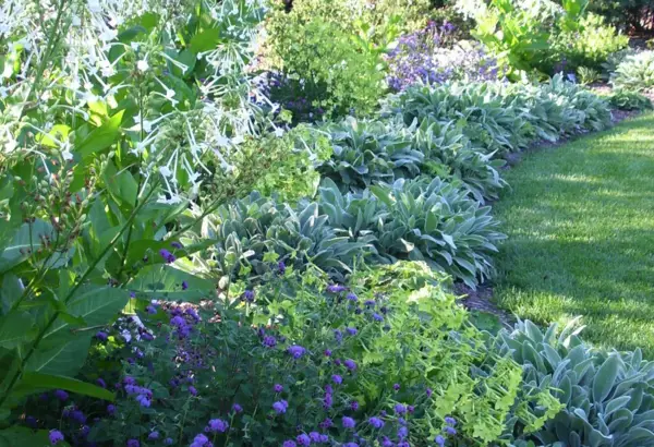 1653328690 625 Ground cover plants that tolerate a lot of sun - Ground cover plants that tolerate a lot of sun - garden design with holiday flair