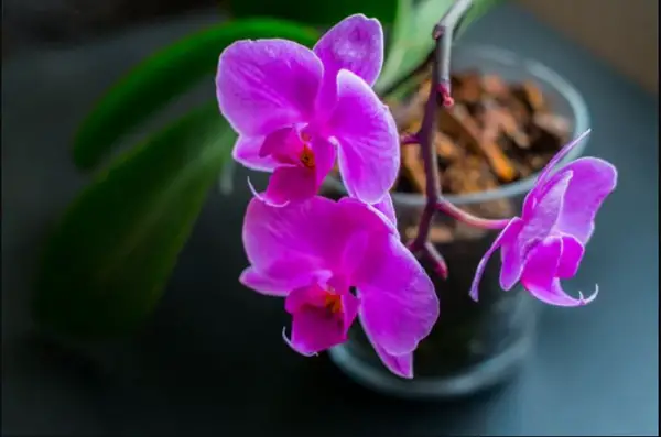 1653341550 280 Propagating orchids yourself you should know that - Propagating orchids yourself: you should know that!