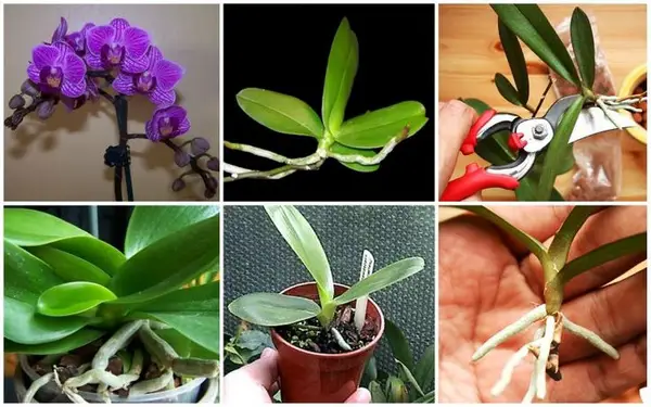 1653341551 66 Propagating orchids yourself you should know that - Propagating orchids yourself: you should know that!