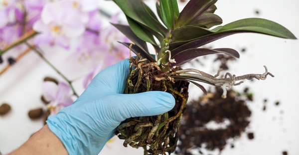 1653341552 323 Propagating orchids yourself you should know that - Propagating orchids yourself: you should know that!