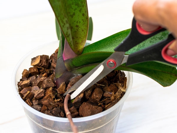 1653341553 358 Propagating orchids yourself you should know that - Propagating orchids yourself: you should know that!