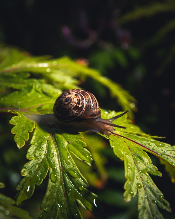 1653347825 104 What plants dont snails like Natural repellents in the garden - What plants don't snails like? Natural repellents in the garden
