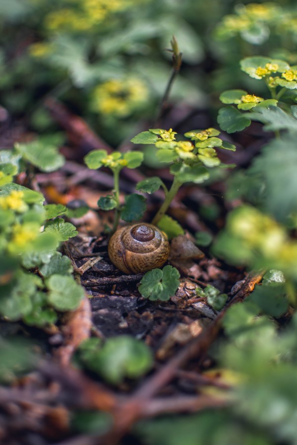 1653347840 34 What plants dont snails like Natural repellents in the garden - What plants don't snails like? Natural repellents in the garden