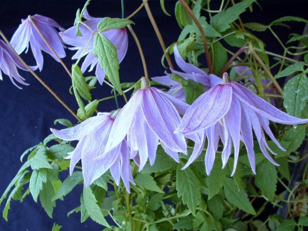 1653382348 999 Clematis care tips and interesting facts about clematis - Clematis care tips and interesting facts about clematis