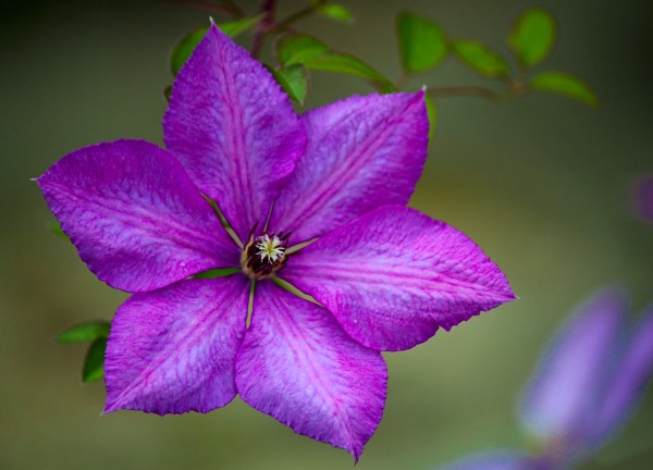 1653382349 211 Clematis care tips and interesting facts about clematis - Clematis care tips and interesting facts about clematis