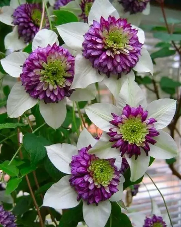 1653382351 242 Clematis care tips and interesting facts about clematis - Clematis care tips and interesting facts about clematis