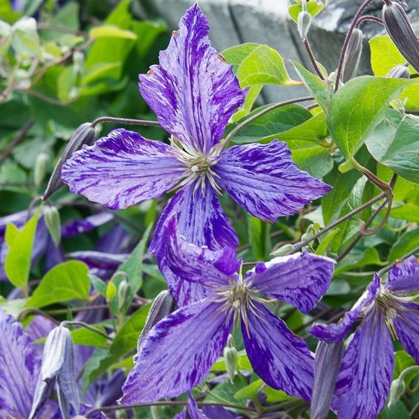 1653382352 38 Clematis care tips and interesting facts about clematis - Clematis care tips and interesting facts about clematis