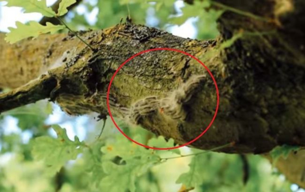 1653390498 311 Recognize and fight oak processionary moths properly - Recognize and fight oak processionary moths properly