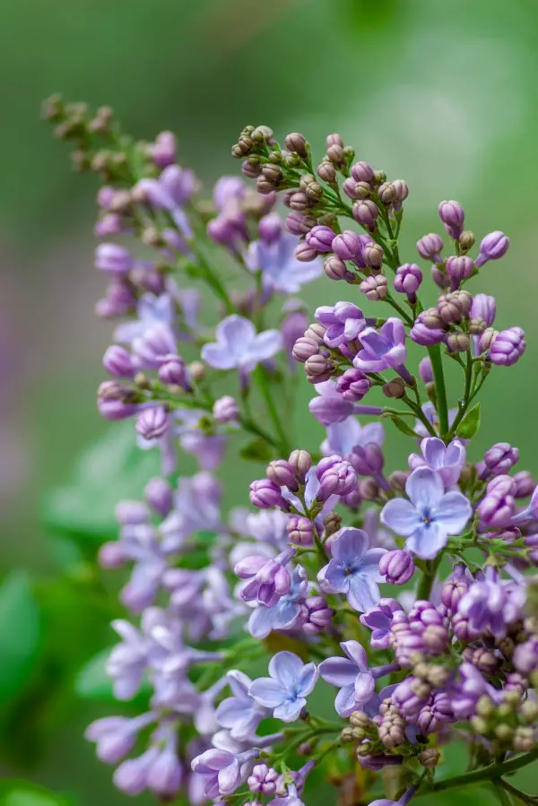 1653583060 613 Multiply common lilac 3 simple methods - Multiply common lilac - 3 simple methods