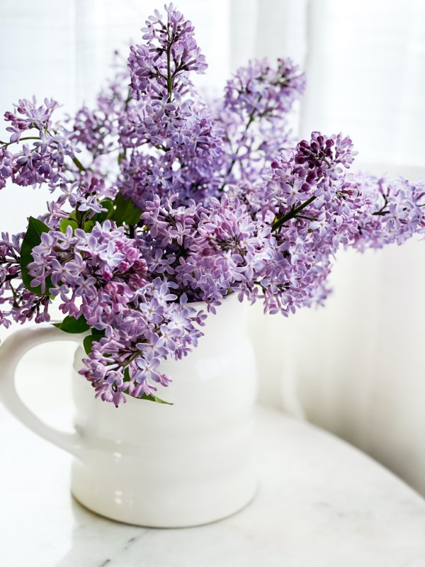 1653583061 685 Multiply common lilac 3 simple methods - Multiply common lilac - 3 simple methods