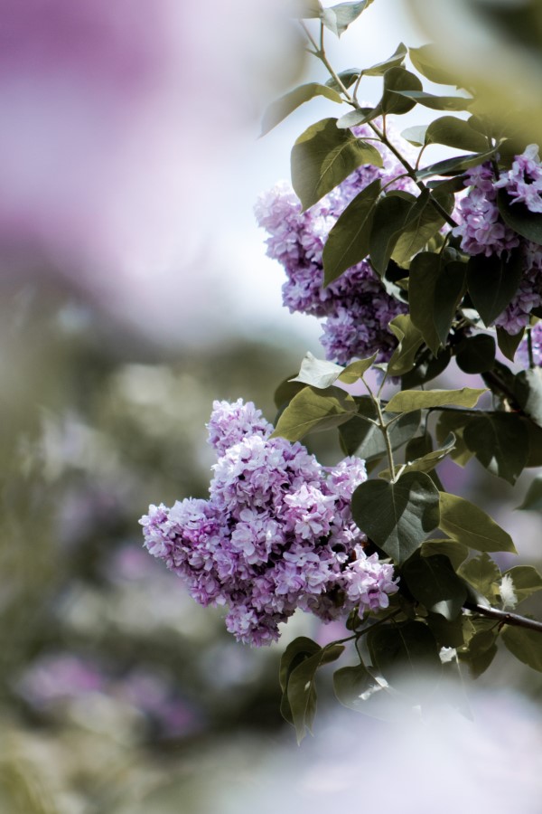 1653583062 217 Multiply common lilac 3 simple methods - Multiply common lilac - 3 simple methods