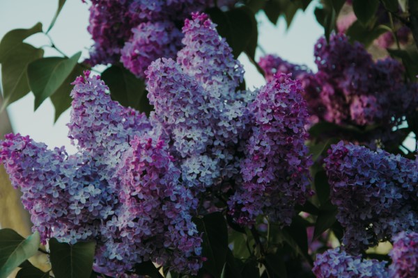 1653583062 88 Multiply common lilac 3 simple methods - Multiply common lilac - 3 simple methods