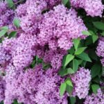 Multiply common lilac - 3 simple methods