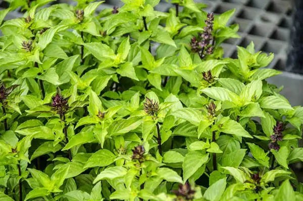 1654019389 227 10 flowering herbs that are easy to care for and - 10 flowering herbs that are easy to care for and healing