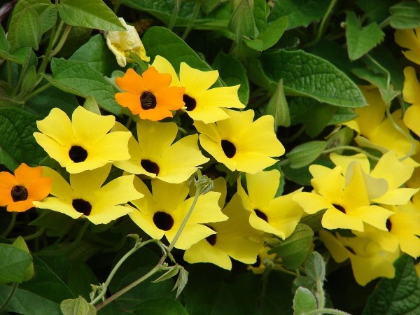 1654035721 282 Caring for Thunbergia alata properly tips for black eyed Susanne - Caring for Thunbergia alata properly - tips for black-eyed Susanne