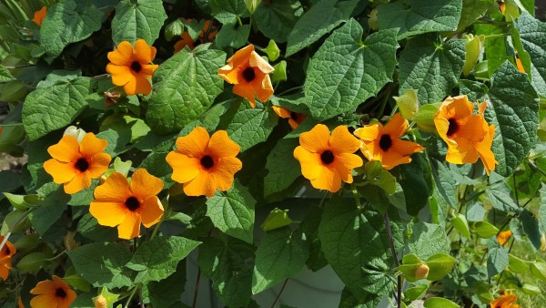 1654035730 954 Caring for Thunbergia alata properly tips for black eyed Susanne - Caring for Thunbergia alata properly - tips for black-eyed Susanne