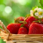 Are Strawberries Healthy Find the answer to this question here 150x150 - Planting and caring for elephant grass – the most important things at a glance