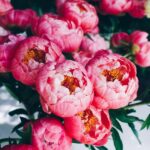 Are your peonies not blooming Reasons and home remedies that 150x150 - Growing herbs made easy - care tips for aromatic spices