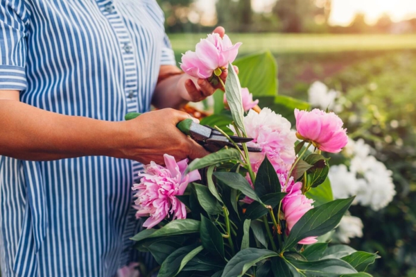Are your peonies not blooming Reasons and home remedies that - Are your peonies not blooming?  Reasons and home remedies that help!