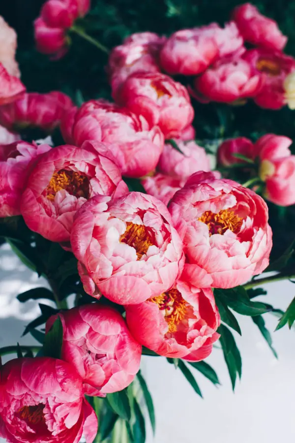 Are your peonies not blooming Reasons and home remedies that - Are your peonies not blooming?  Reasons and home remedies that help!