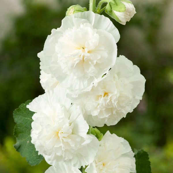 As a beginner what should you know about sowing hollyhocks - As a beginner, what should you know about sowing hollyhocks?