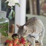Can cats eat strawberries 150x150 - Watering potted plants: The most important rules for beginners and professionals!