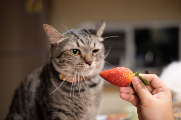 Can cats eat strawberries - Can cats eat strawberries?