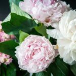 Can you fertilize the peonies with coffee grounds 150x150 - Simple concepts on how to build natural stone walls that look modern in 2022