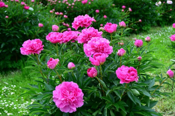 Can you fertilize the peonies with coffee grounds - Can you fertilize the peonies with coffee grounds?