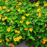 Caring for Thunbergia alata properly - tips for black-eyed Susanne
