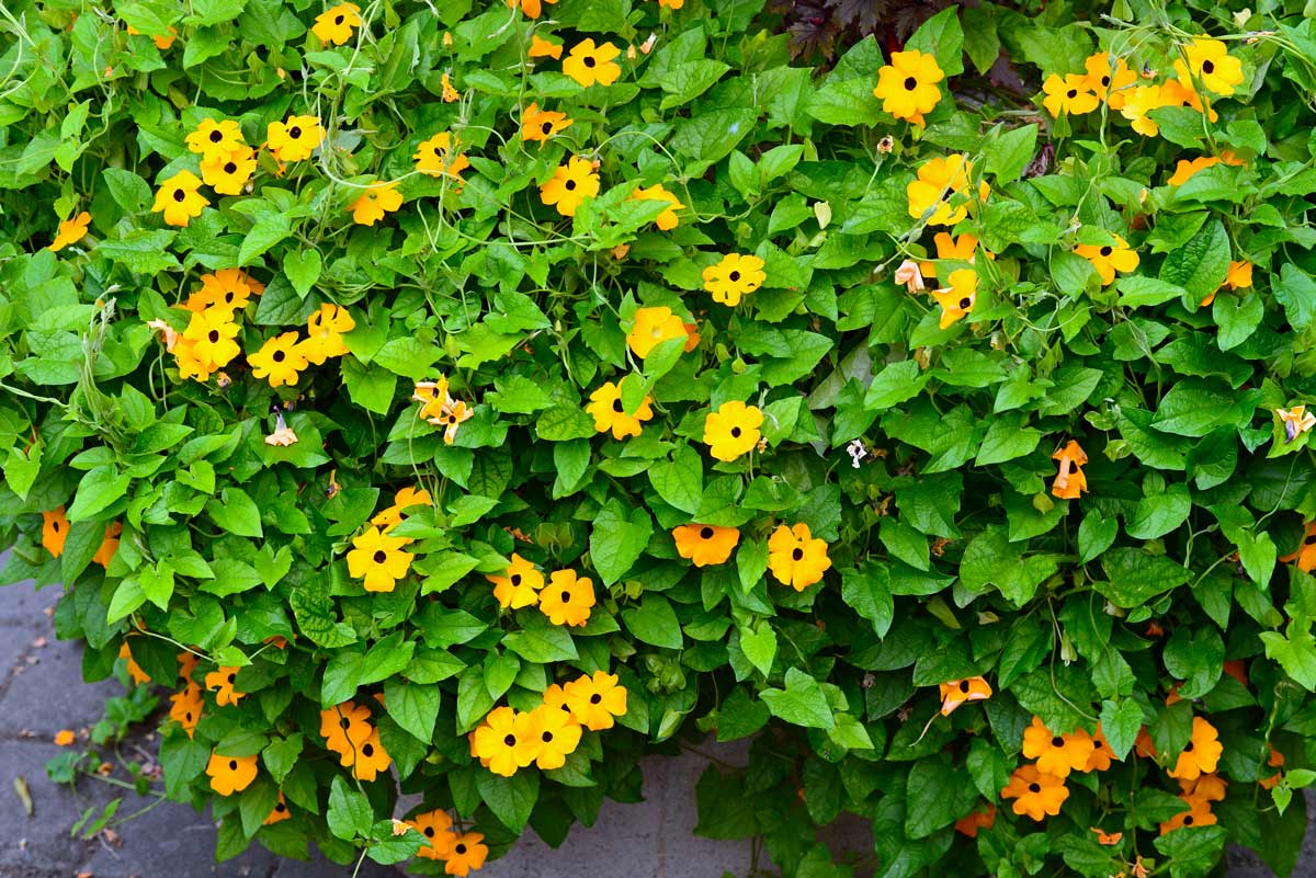 Caring for Thunbergia alata properly - tips for black-eyed Susanne