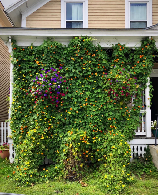 Caring for Thunbergia alata properly tips for black eyed Susanne - Caring for Thunbergia alata properly - tips for black-eyed Susanne