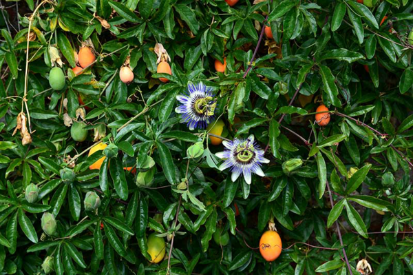 Caring for blue passionflower properly the most important tips - Caring for blue passionflower properly - the most important tips for your Passiflora caerulea