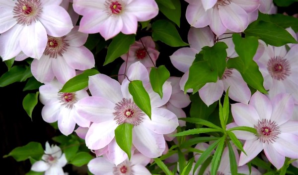 Clematis care tips and interesting facts about clematis - Clematis care tips and interesting facts about clematis