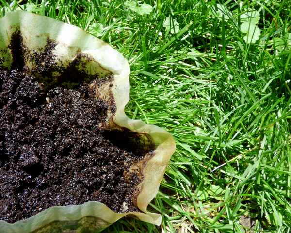 Coffee grounds against ants in the lawn and garden - Coffee grounds against ants in the lawn and garden