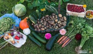 Create a vegetable garden and look forward to a happy 300x174 - Create a vegetable garden and look forward to a happy harvest on the balcony or terrace