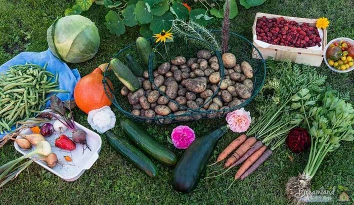 Create a vegetable garden and look forward to a happy - Create a vegetable garden and look forward to a happy harvest on the balcony or terrace
