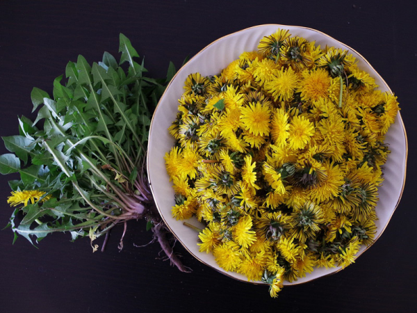 Culinary dandelion application or what can you prepare with the - Culinary dandelion application or what can you prepare with the medicinal herb?